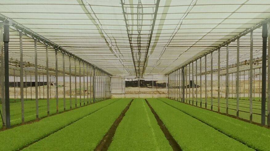 arrigoni-invernaderos-pantallas-robuxta|unnamed (1)|arrigoni-robuxta